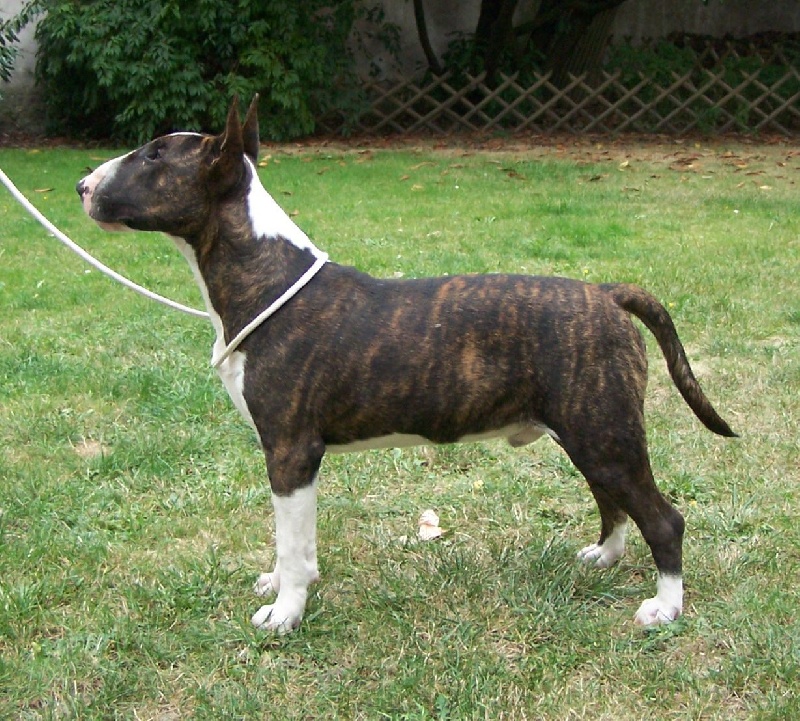 A brindle son ii tek black illusion